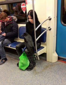 raven on subway.jpeg