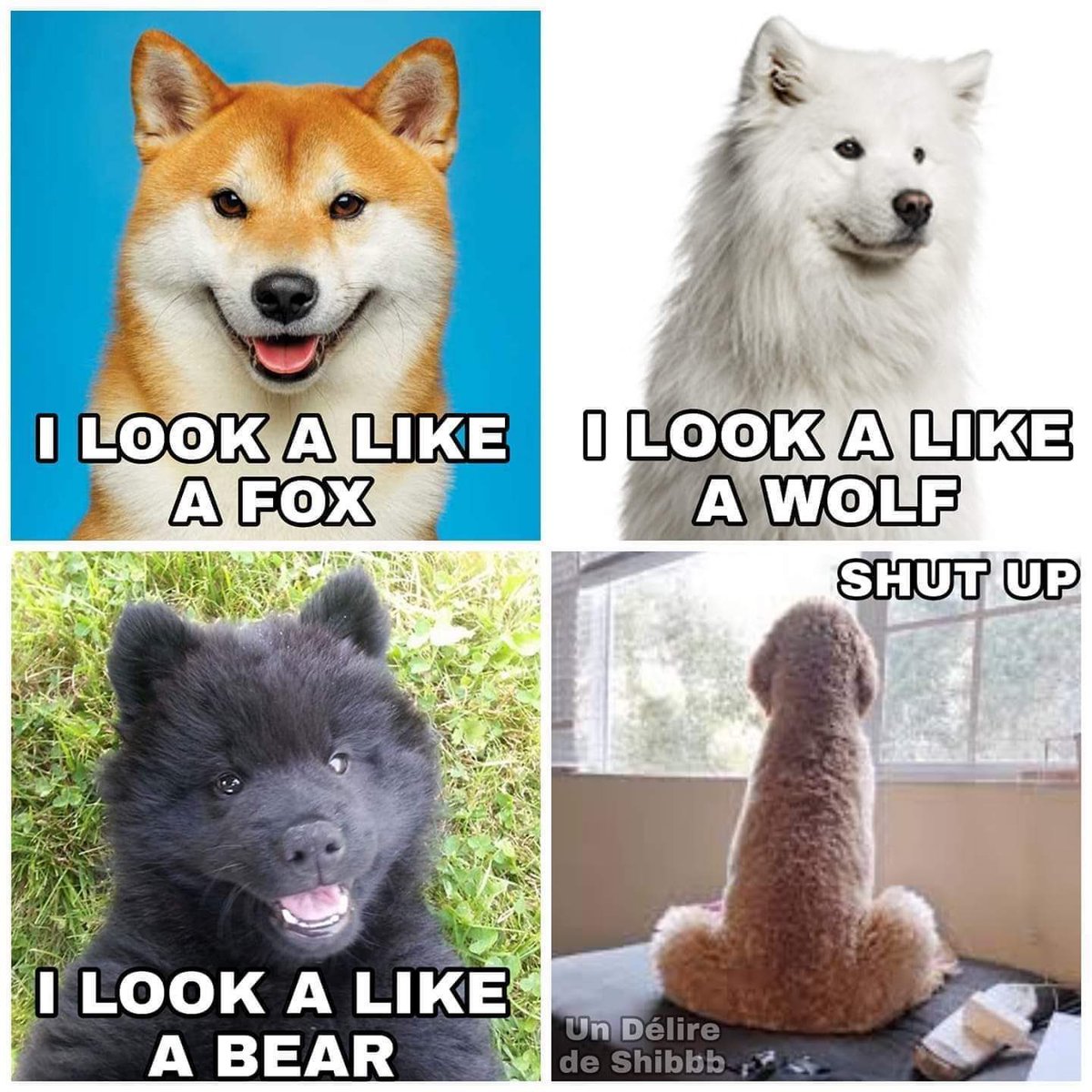 dogs look like.jpg