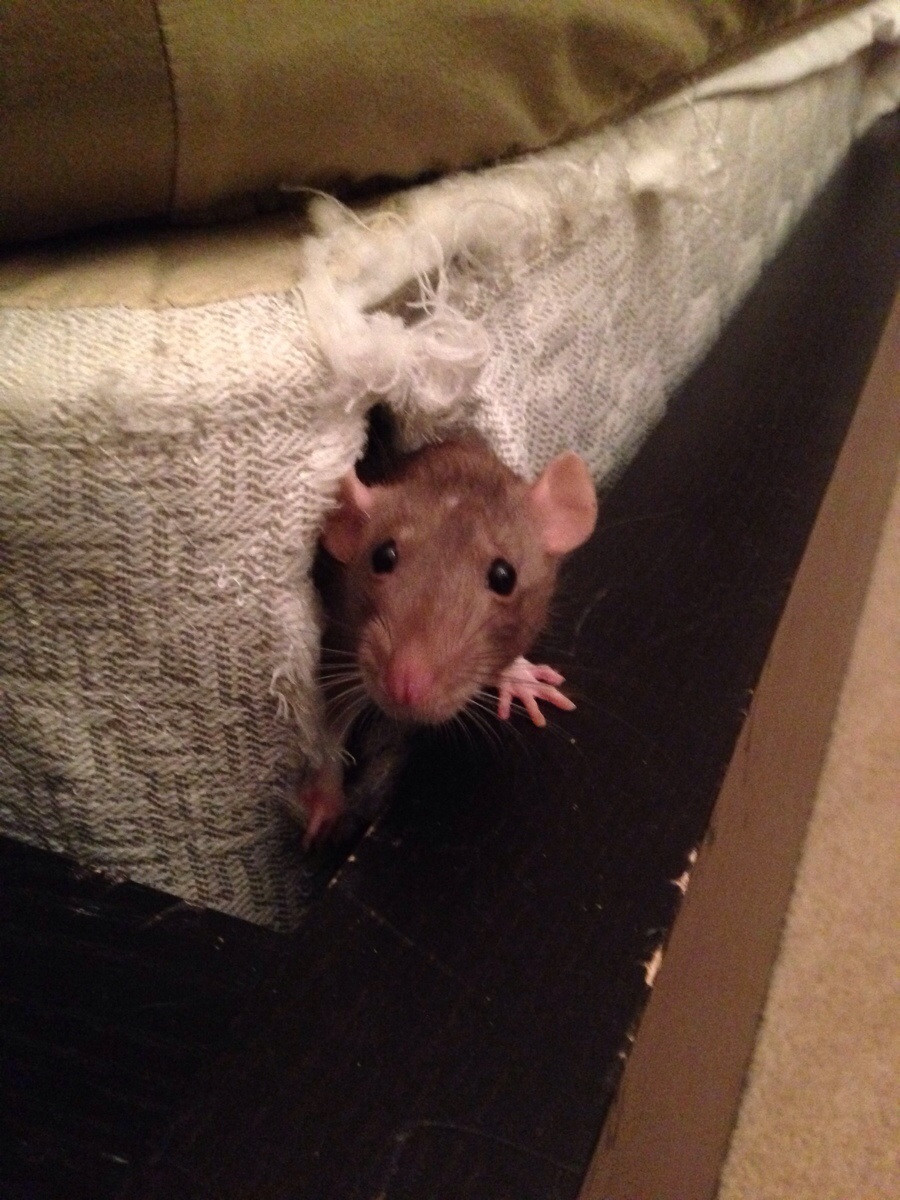 rat mattress.jpg