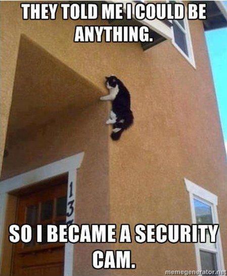 security cat.jpeg