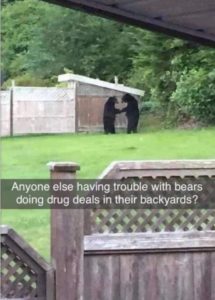 bear backyard drug deals.jpg