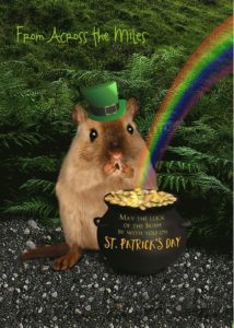 gerbil leprechaun.jpg