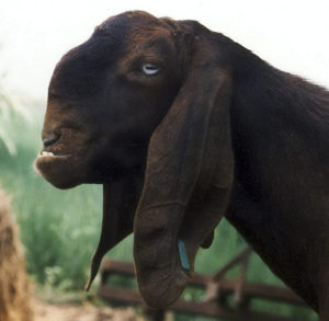 ugly goat.jpg