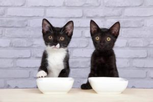 hungry-kittens.jpg