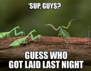 praying mantis "guess who got laid?".jpeg