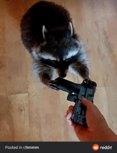 raccoon with gun.jpeg