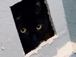 cat_trapped_in_wall.jpg