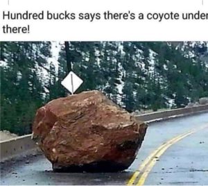 coyote under rock.jpeg