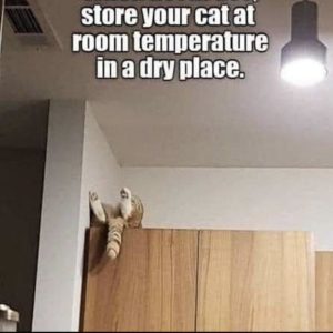 store your cat at room temperature.jpeg