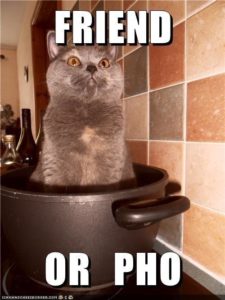 cat - friend or pho.jpeg