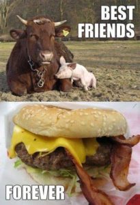 cow and pig - best friends forever.jpeg