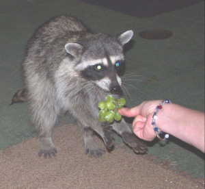 Healthy_coon.png
