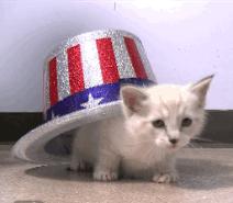 patriot kitten.gif