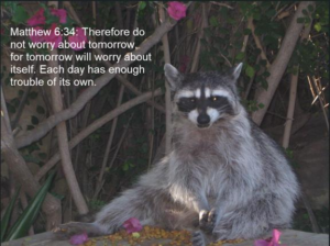 wise-coon